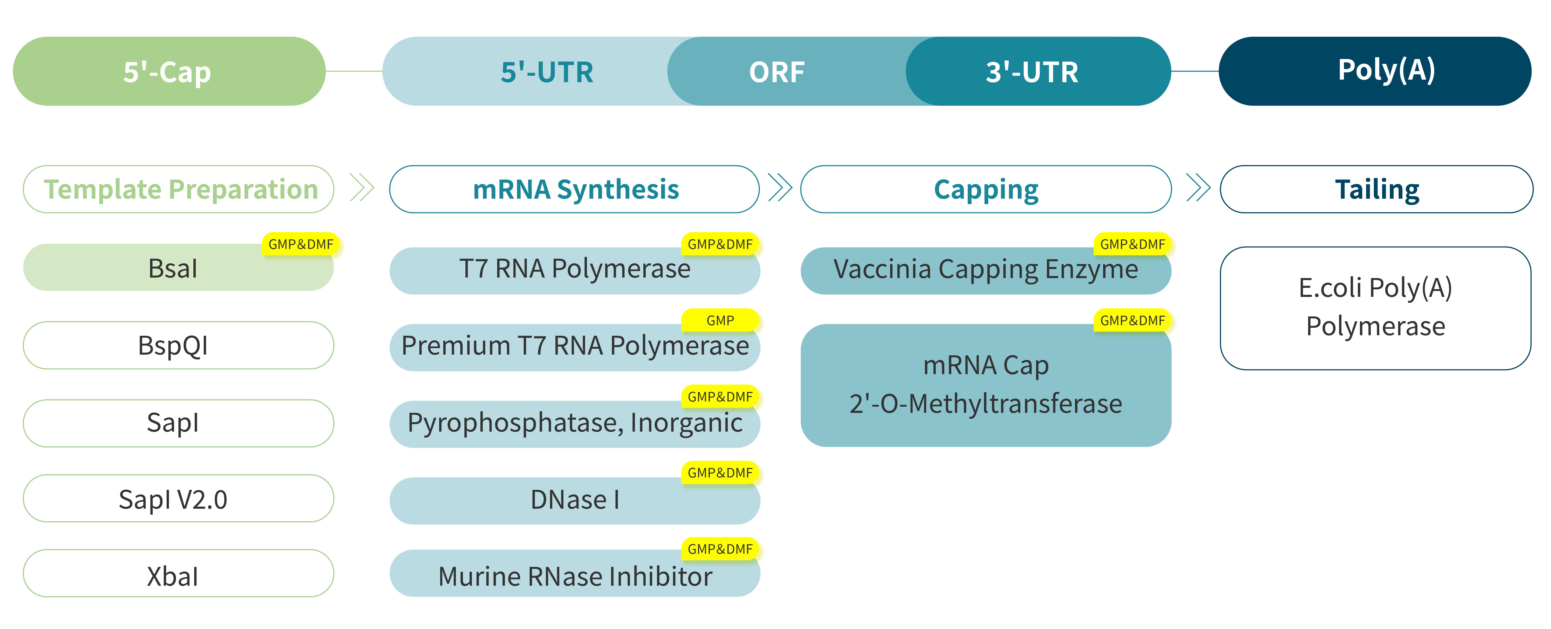 恺佧生物科技(上海)有限公司 - mRNA体外合成解决方案